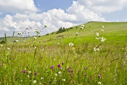 Summer-Meadow