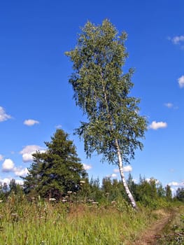 birch and oak near lanes