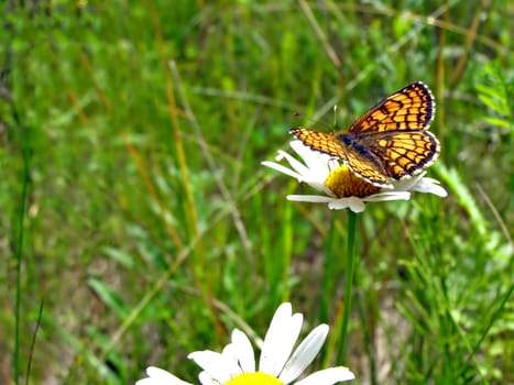 butterfly sits on daisywheel