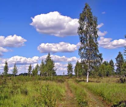 aging road in copse