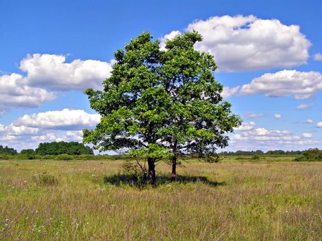 two oaks on field