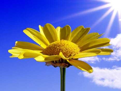 chrysanthemum illuminated bright sun on blue background