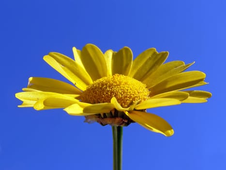 chrysanthemum illuminated bright sun on blue background