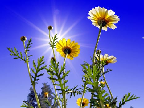 flowerses of the chrysanthemum on blue background