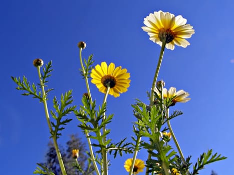 flowerses of the chrysanthemum on blue background