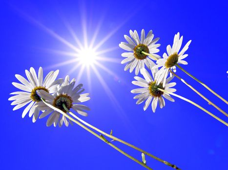 flowerses of the daisywheel on turn blue background