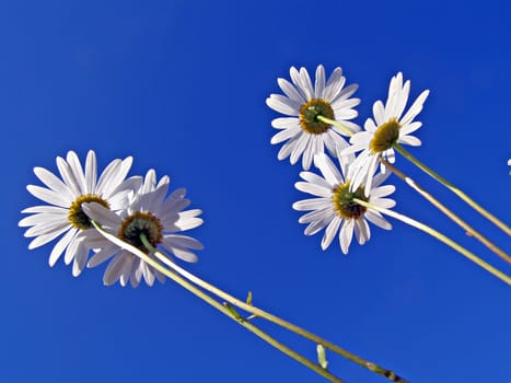 flowerses of the daisywheel on turn blue background