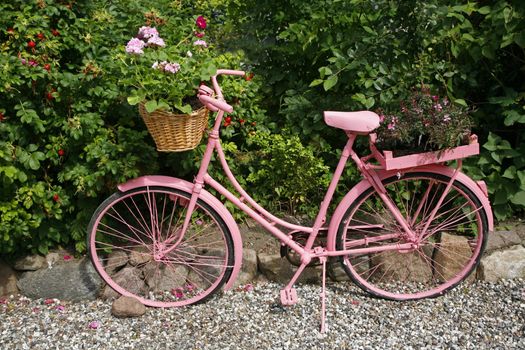 Old female bike painted pink as garden decoration - Denmark