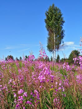 birches on lilac field