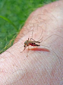 midge to drink blood from hand of the person