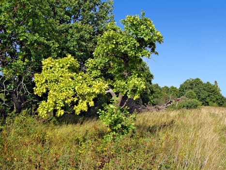 yellow sheet of the oak