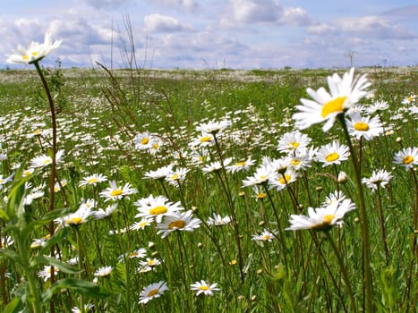 background from daisywheel on field