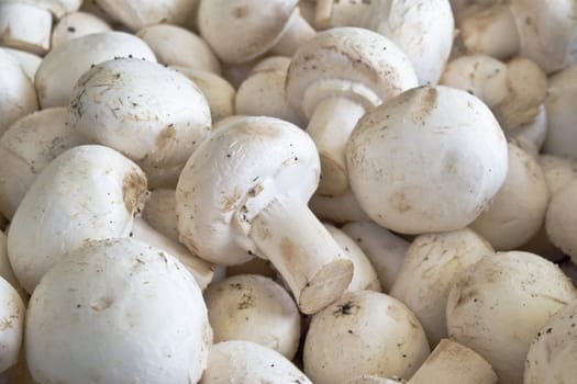 Fresh mushrooms champignon