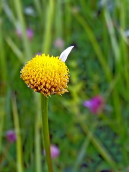 daisywheel on field