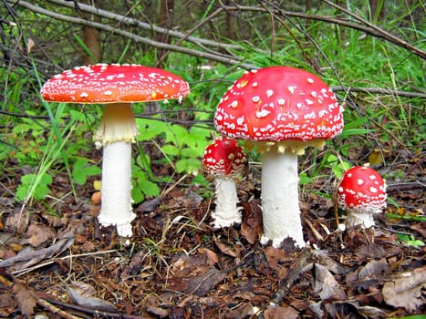 agarics