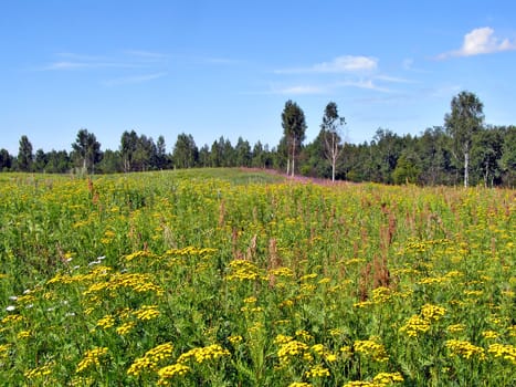 yellow autumn field