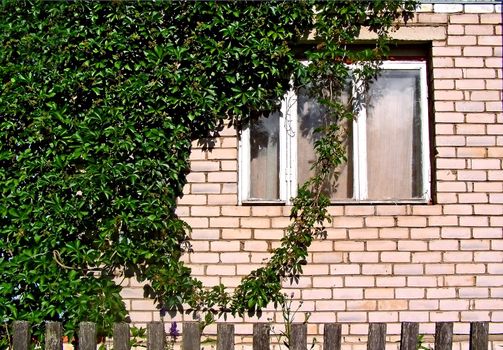 window of the rural building and wild grape on brick wall