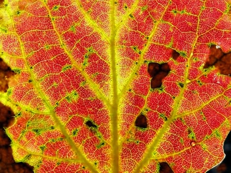 TEXTURE of the OLD AUTUMN SHEET TREE