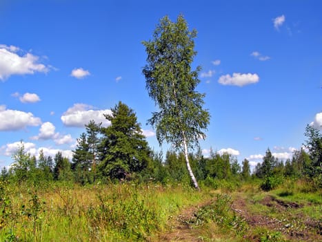 birch near old timber road