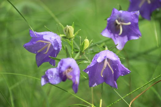 Bell-flower after a rain