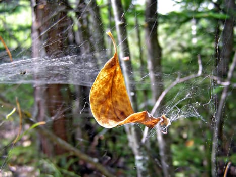 yellow sheet tree raddled in web