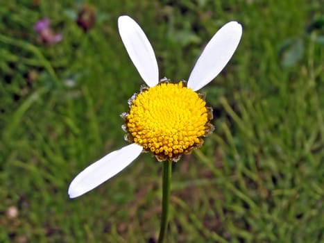 daisywheel on field
