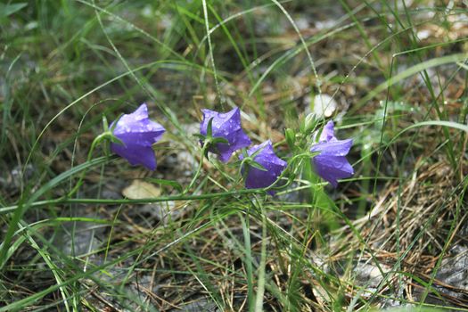 Bell-flower after a rain