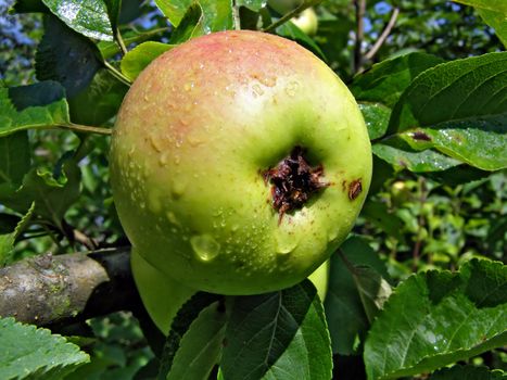 apple on branch of the aple trees
