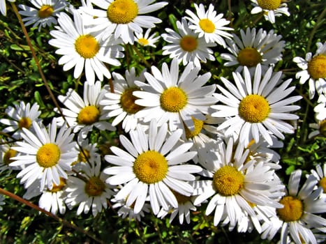 background from daisywheel on meadow