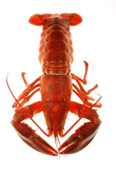 A large red lobster over white background