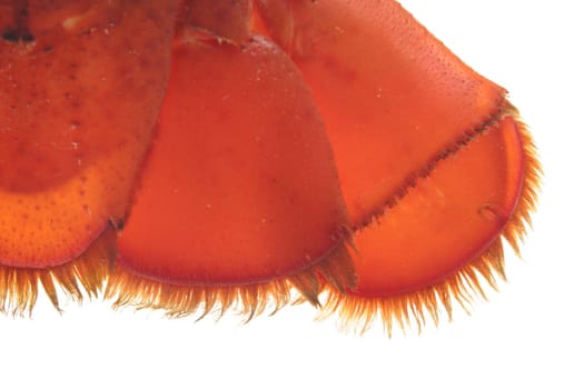 A large red lobster over white background