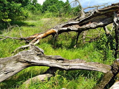 old tumbled oak