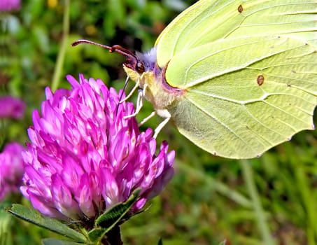 butterfly on flower