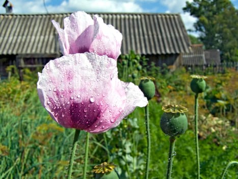 flower of the poppy