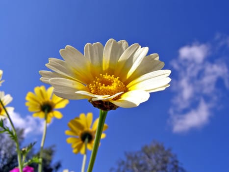chrysanthemum on background blue sky