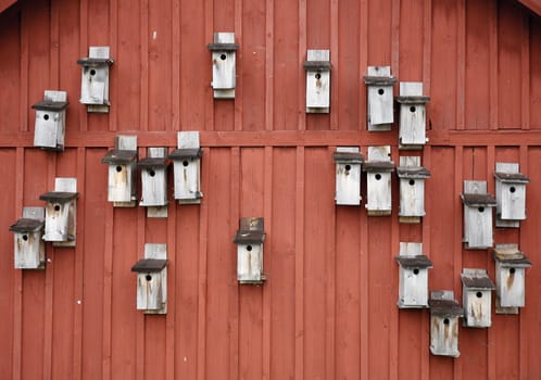 Traditional red Swedish farm gable with many nesting boxes at springtime.