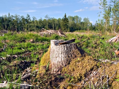 chopping wood