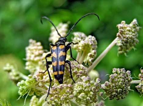 bug