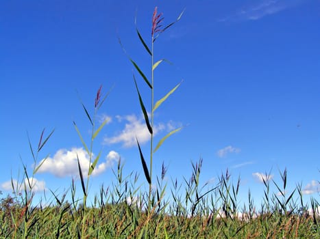 reed in marsh