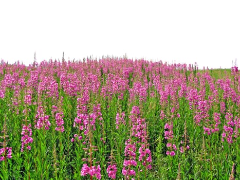 lilac flowerses on field