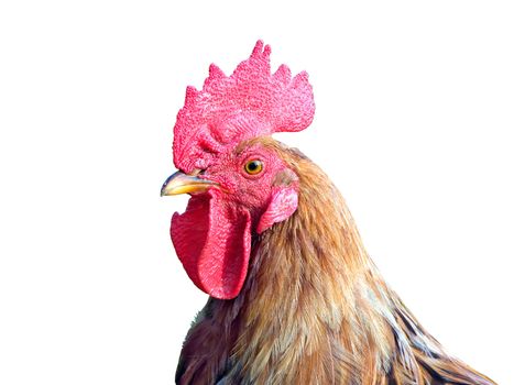 cock