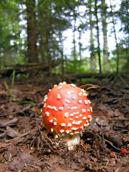 agaric amongst wood