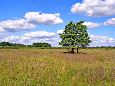 two oaks on yellow autumn field