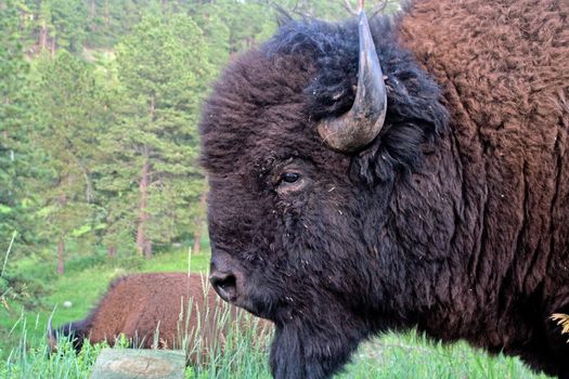 Bison in Custer State Park, South Dakota