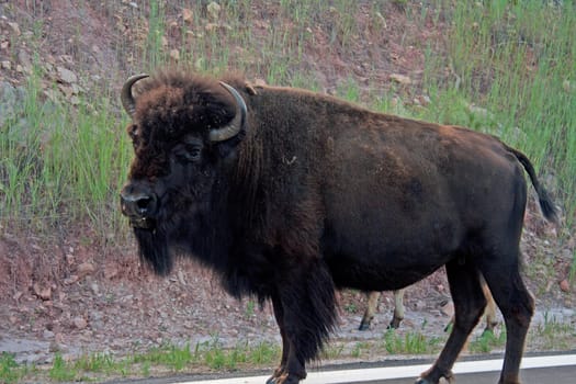 Bison in Custer State Park, South Dakota