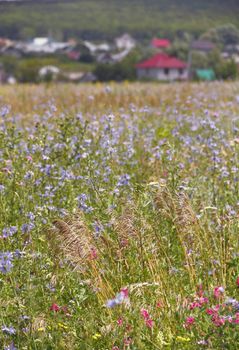 Meadow flowers