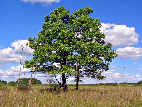 two oaks on yellow autumn field