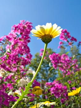 chrysanthemum in garden