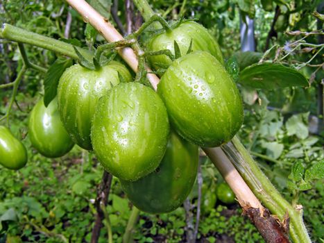 green tomatoes on branch