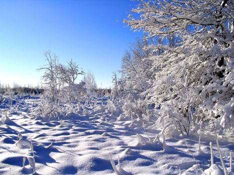 winter landscape